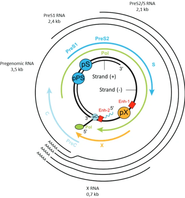 Figure 5: The HBV genome, its regulatory elements and its messenger RNAs (adapted from  Seeger and Mason, 2000)