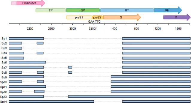 Figure 6: Schematic representation of the ORFs of HBV genome, and the reported spliced variants