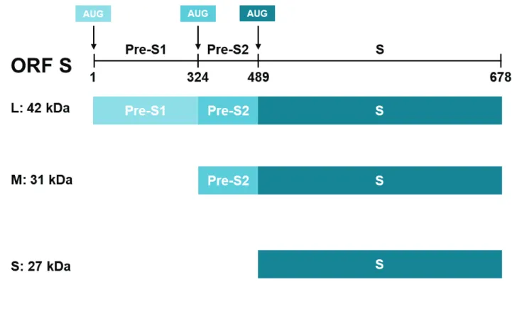 Figure 7: The three forms of HBV envelop proteins (S, M and L).  