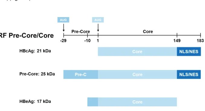 Figure 8: Hepatitis B virus Pre-Core, Core and HBe proteins.  