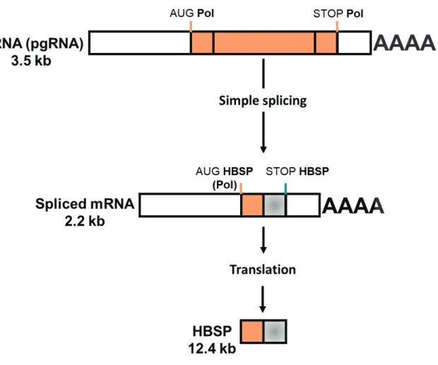 Figure 11: Formation of Hepatitis B Spliced Protein (HBSP) (adapted from Assrir et al., 2010)