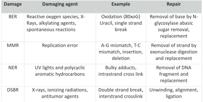 Table 2 : DNA repair mechanisms