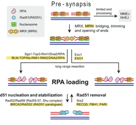 Figure 17 : Homologous recombination, pre-synapsis step.   