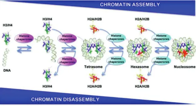 Figure 20 : Assembly and disassembly of nucleosomes. 