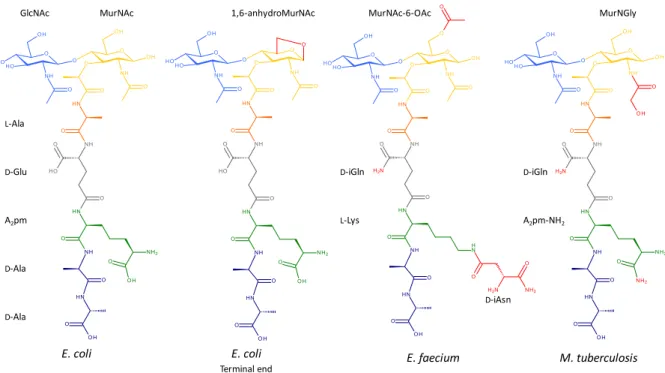 Figure  3.  Common  variations  found  in  the  peptidoglycan  subunit  of  E.  coli,  E