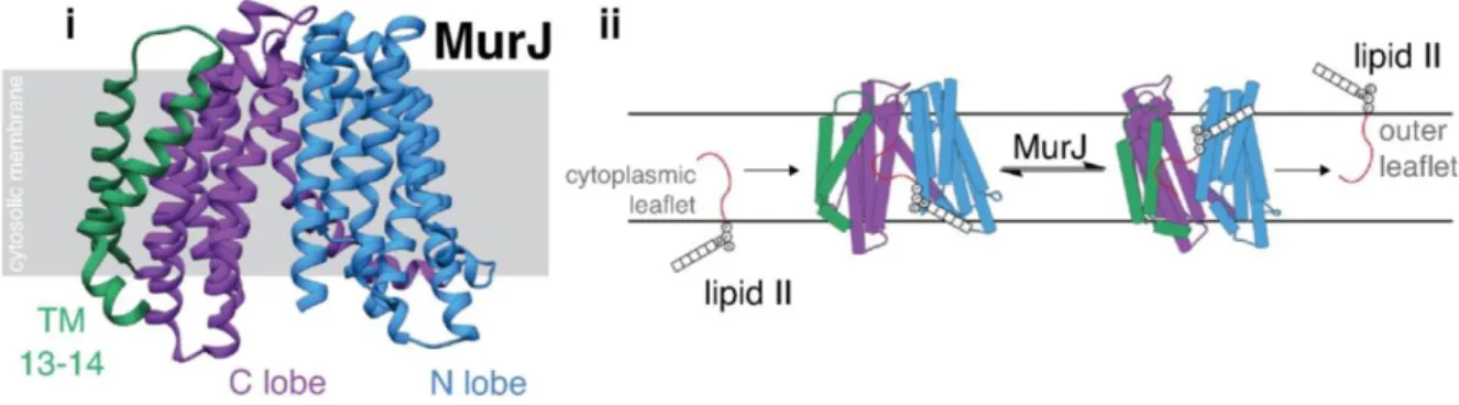 Figure 4. Structure of MurJ and the conformational change required for its activity as a flippase