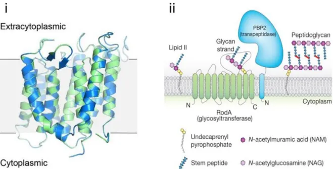 Figure 7. Structure of RodA and model of peptidoglycan synthesis by the RodA-PBP2 pair