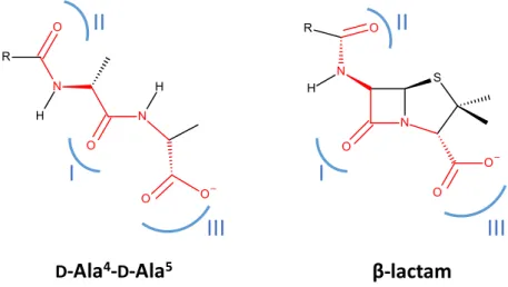 Figure 8. Analogy between the natural substrate of PBPs and β-lactams. 