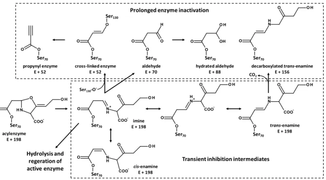 Figure 12. Proposed mechanism for acylation of class A β-lactamases by clavulanate. 
