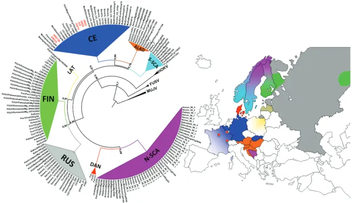 Figure 3 : Phylogénie de PUUV en fonction de l'origine géographique de la séquence génétique (Castel et al.,  2015) 