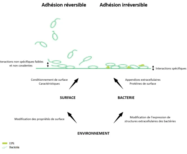 Figure 2 : Représentation schématique de l'adhésion bactérienne sur une surface et facteurs impliqués
