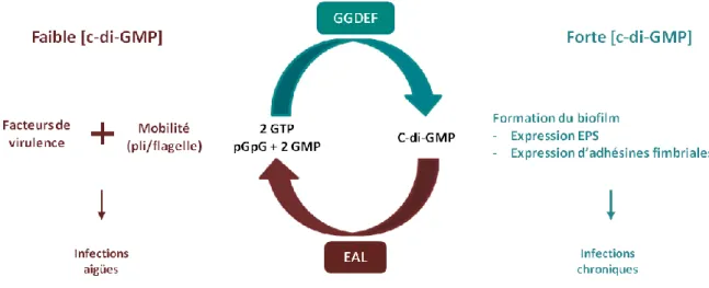 Figure  8  :  Représentation  schématique  de  la  régulation  du  mode  de  vie  par  la  concentration  en  c-di-GMP  chez  P