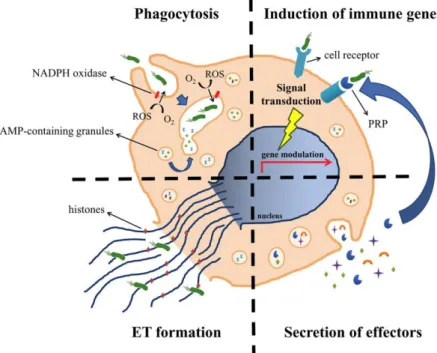 Figure  5 :  Rôle  des  hémocytes  dans  la  réponse  immunitaire  de  Crassostrea  gigas
