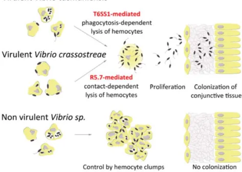 Figure  16 :  Induction  d’effets  cytotoxiques  pour  les  hémocytes  d’huître  comme  stratégie  commune  d'évasion immunitaire chez les vibrios