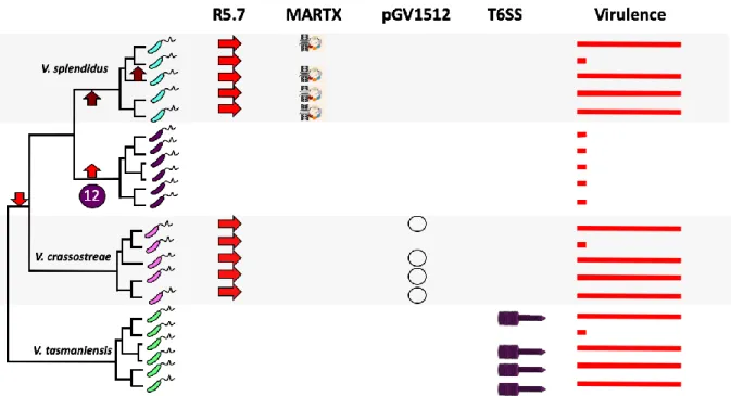 Figure 17 : Représentation schématique de mécanismes de virulence spécifique de population de vibrios