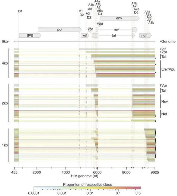 Figure 12. Localisation des sites d’épissage chez le VIH-1 (43). Organisation du génome du VIH-1  et les différents ARNm produits