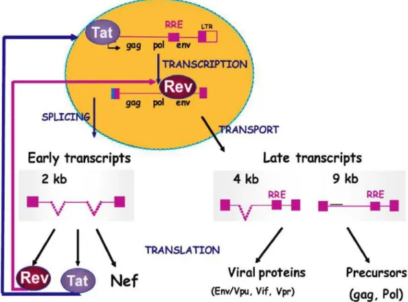 Figure 14. Expression des ARNm du VIH-1 (53). Rev et Tat sont produits à partir de transcrits qui  sont les premiers à être exportés vers le cytoplasme et à être traduits