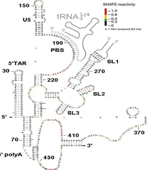 Figure 15.  Modèle de structure secondaire de l’extrémité 5’UTR de l’ARNg du VIH-1 (59)