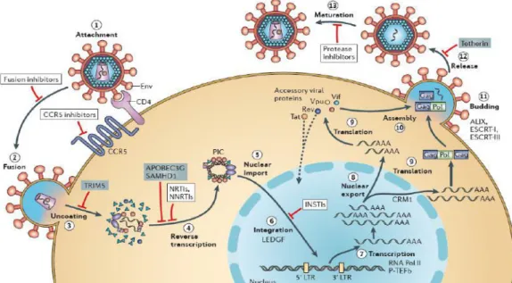 Figure 20. Rôle des protéines cellulaires dans le cycle réplicatif du VIH-1 (88).  Les sites d’action  des inhibiteurs cliniques et les facteurs cellulaires de restriction sont indiqués respectivement par des  rectangles blancs et bleus