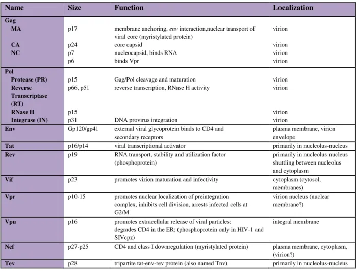 Tableau 5. Les protéines du VIH-1 (source : http://www.hiv.lanl.gov/) 