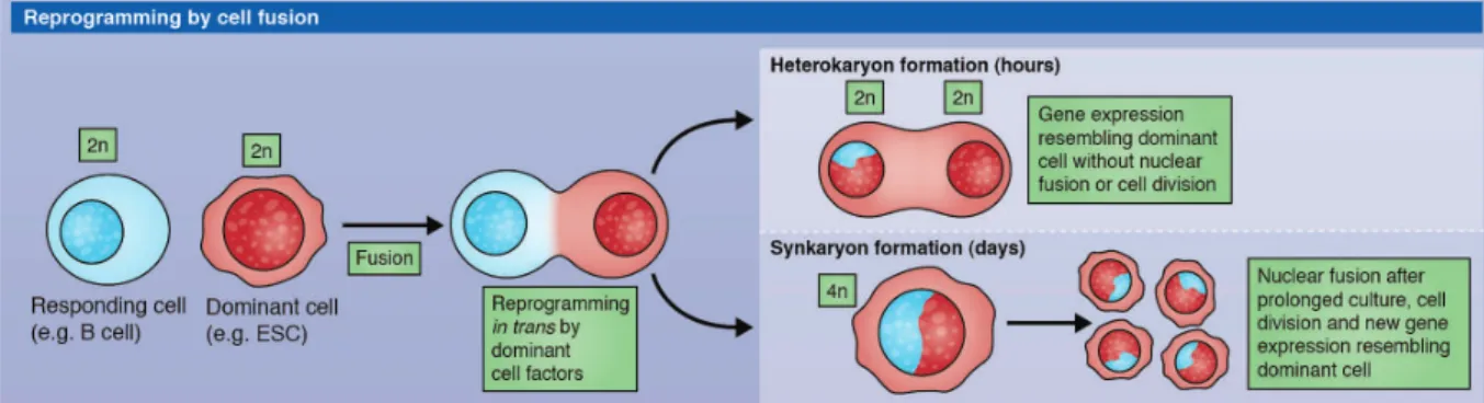 Figure 6 – Nuclear reprogramming by cell fusion. A somatic cell can be reprogrammed by fusion  with  a  dominant  cell  (e.g