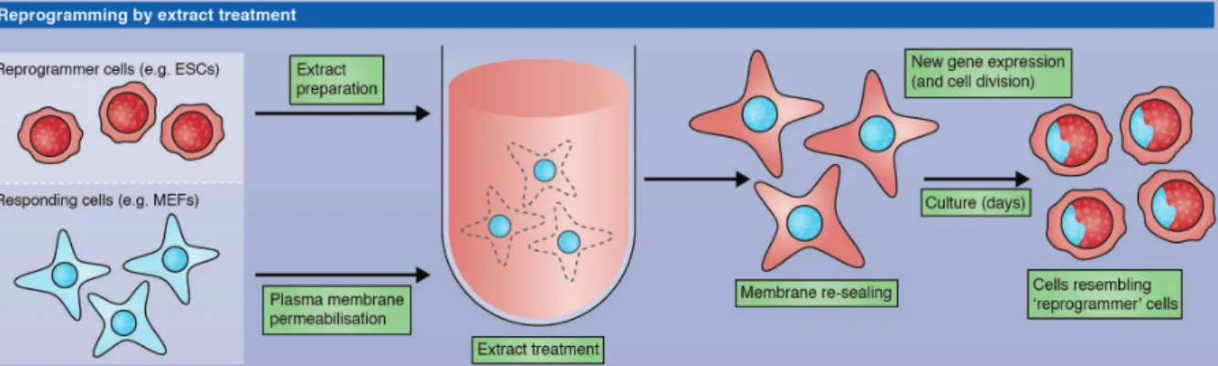 Figure 7 – Nuclear reprogramming by cell extract treatment. Somatic cell can be reprogrammed  after  permeabilization  and  cultured  with  embryonic  stem  cell  extract