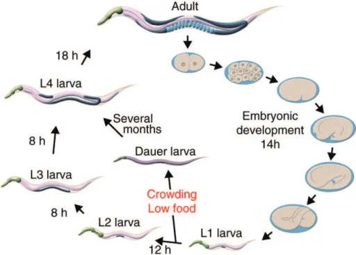 Figure  16 – The C. elegans life cycle at 22°C takes around 3 days from  embryo to adult (Murgatroyd &amp; Spengler, 2010