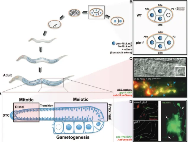 Figure 21 – Germ cell conversion. A) Schematic representation of the C. elegans adult gonad