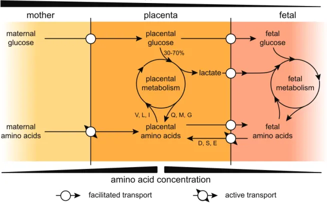 Figure 1 – Dynamics of glucose and amino-acid transport. Schematic representation of placental transport of glucose (top) and amino acids (bottom) and implication of the placental metabolism