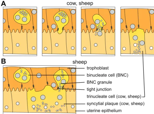 Figure 5 – Schematic representation of the fusion processes observed between fetal BNC and maternal epithelium in ruminant placentas