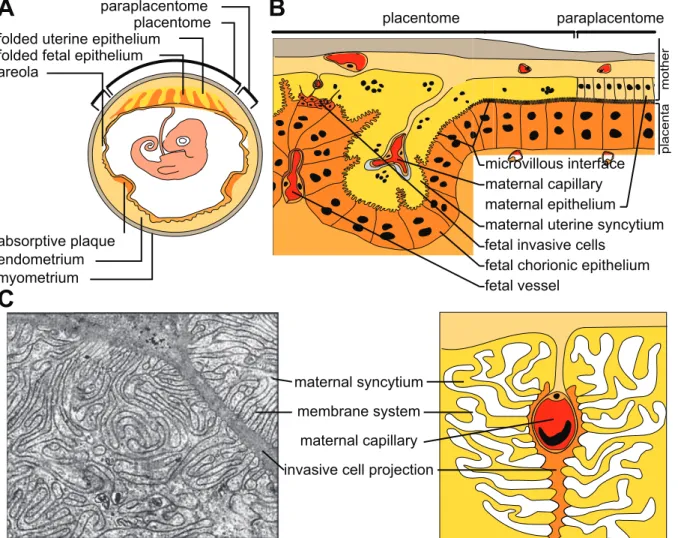 Figure 8 – Structure of the Mabuya sp. IV placenta. (A) Overview of a gravid uterus displaying the apposed maternal and fetal tissues, as well as regions specialized for maternofetal exchanges: the placentome, absorptive plaques and areola