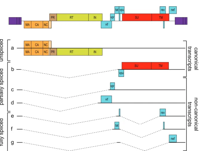 Figure 10 – Organization and transcripts of the complex HIV-1 genome. (top) Arrangement of canonical and non-canonical ORFs in the HIV-1 genome, using the same color code as Fig