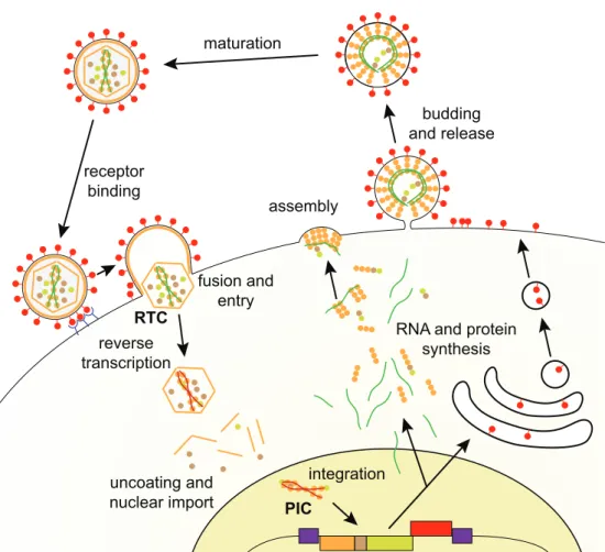 Figure 12 – Representation of the retroviral replication cycle. The infecting virion attaches to the host cell membrane through Env-receptor interaction which also triggers fusion and viral entry