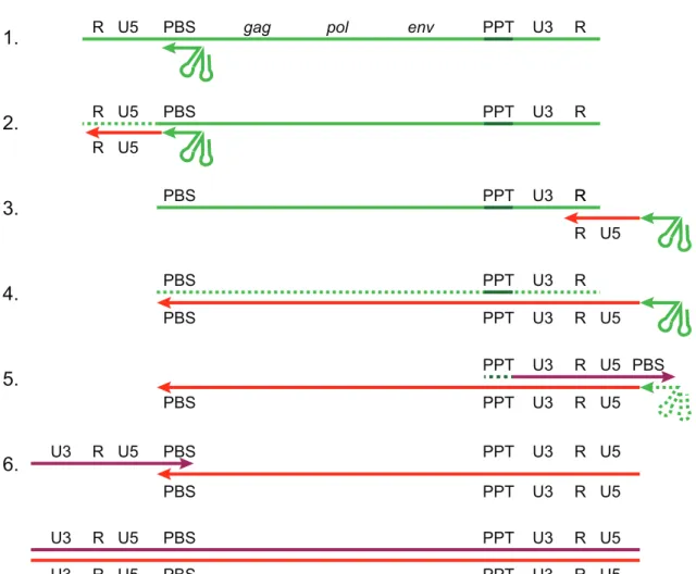 Figure 13 – Schematic representation of the reverse transcription steps. RNA is shown in green with the polypurine tract (PPT) in dark green, plus-strand DNA is shown in purple and minus-strand in red