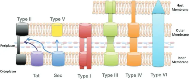 Figure 11: Secretion systems in Gram-negative bacteria 