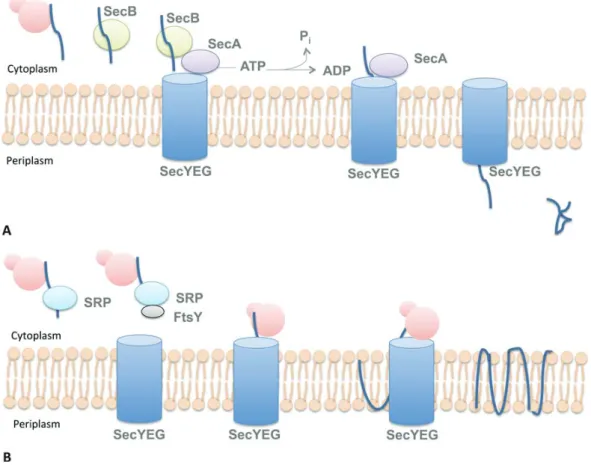 Figure 12: Scheme of export via the SecB and SRP pathways 