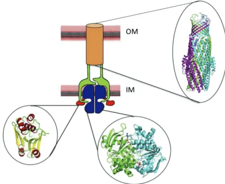 Figure 14: General schematic representation of a T1SS involved in RTX protein secretion 