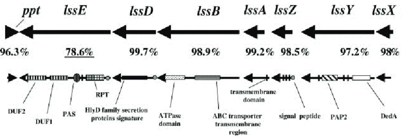 Figure 17: Putative protein domains of the genes encoded in the lss locus 