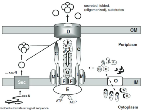 Figure 18: Structural model of a T2SS in Gram-negative bacteria 