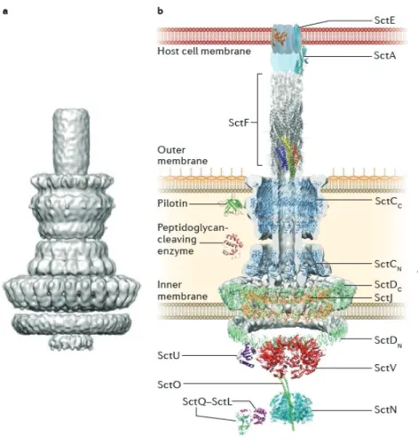 Figure 21: Structural overview and the components of a T3SS 