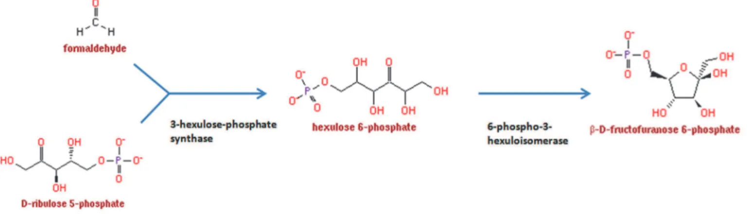 Figure 20 : Premières étapes du cycle RuMP : transformation du ribulose!5!phosphate en fructose!6!phosphate  (http://metacyc.org/)
