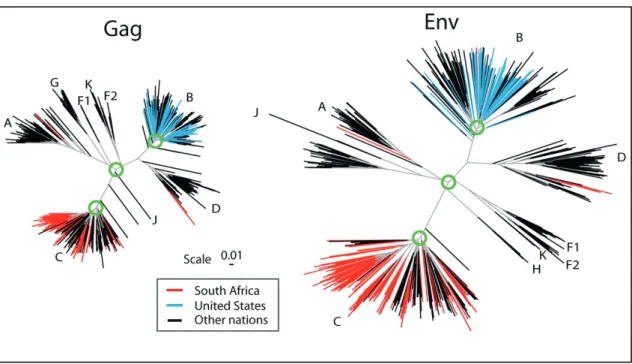 Figure 8 : Arbres phylogénétiques des sous-types majeurs identifiés dans le  groupe M du VIH-1 (Korber et al., 2009) 41 