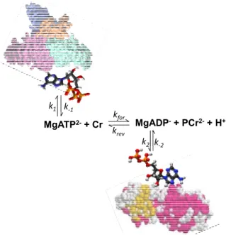 Figure 1. Illustration of the non-equilibrium state of the creatine kinase reaction in muscle  cells due to ATP and ADP binding to the proteins and solid biological structures