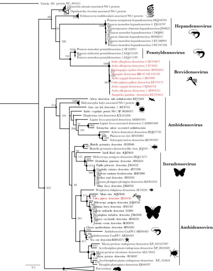 Figure  1.  Phylogenetic  tree  of  Densovirus  Sub-Family. Densovirus sub-family consists of 5 genera infecting mainly  insects  from five orders (Lepidoptera, Hemiptera, Blattodea, Diptera, Hymenoptera) but also Crustaceans and Echinoderms, endogenous vi