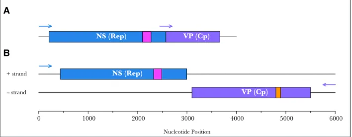 Figure  2.  Differences  between  Ambidensovirus  and  Brevidensovirus  genome  structures