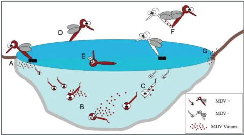 Figure 3 Life Cycle of Mosquito Denso- Denso-viruses (MDVs): Infected females can  ver-tically transmit  MDV to their offspring(A)