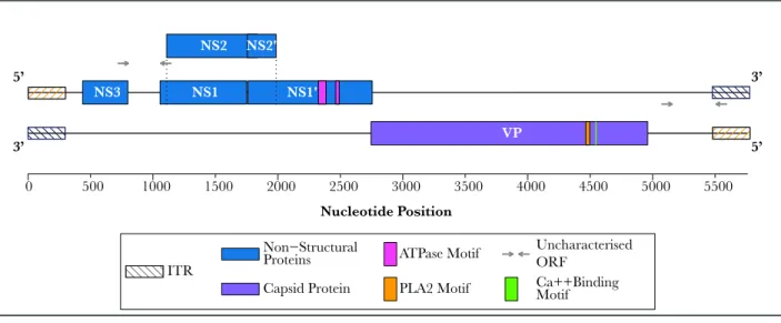 Figure 4 CpDV genome. CpDV genome encodes for two types of proteins: non-structural NS and structural VP