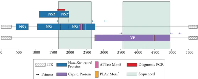 Figure 1 CpDV Genome encodes for two types of proteins: non-structural NS and structural VP