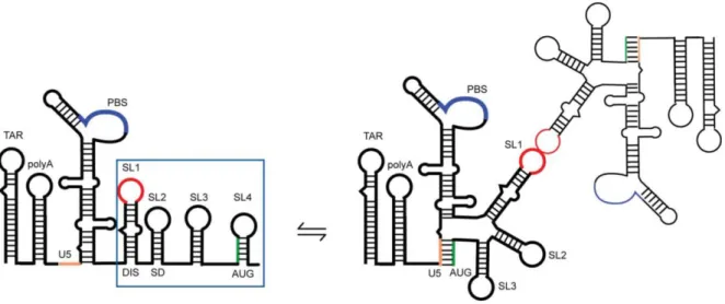 Figure 2. Schematic representation of the first 615 nucleotides at the 5′-end of HIV-1 gRNA