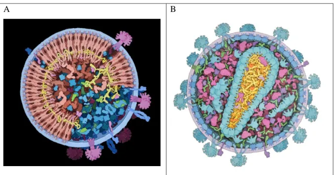 Figure 5. Structure of immature (A) and mature (B) HIV-1 particles. Adapted from David S